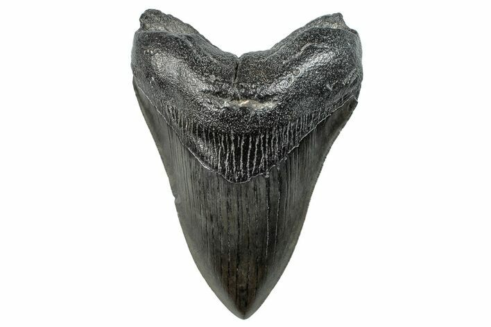 Serrated, Fossil Megalodon Tooth - South Carolina #288217